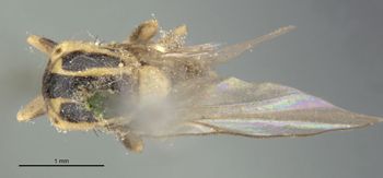 Media type: image;   Entomology 13362 Aspect: habitus dorsal view